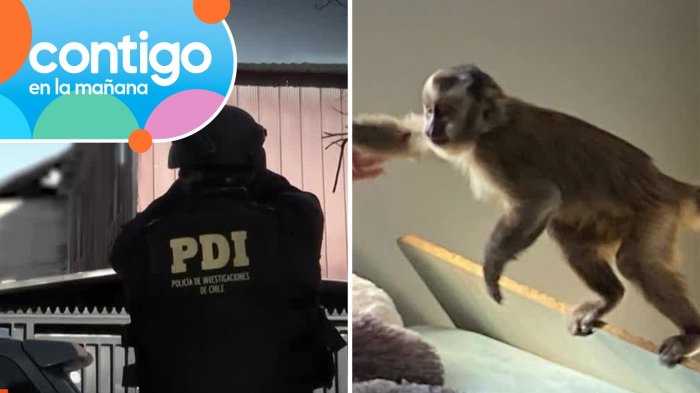 ¿Dónde está el mono? Animal encontrado en operativo narco se habría extraviado por insólita negligencia