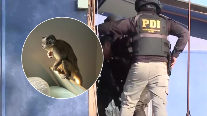 ¿Cuándo y dónde se perdió? La historia del mono extraviado que vivía en casa de clan narco en Melipilla