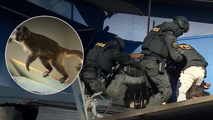 “Nunca llegó el mono”: Animal escapó de la PDI tras operativo narco