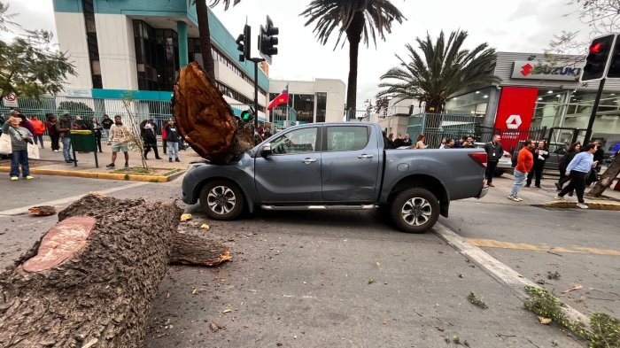 VIDEO | Árbol cayó sobre auto en plena calle en Ñuñoa: Fuerte viento genera estragos en la capital