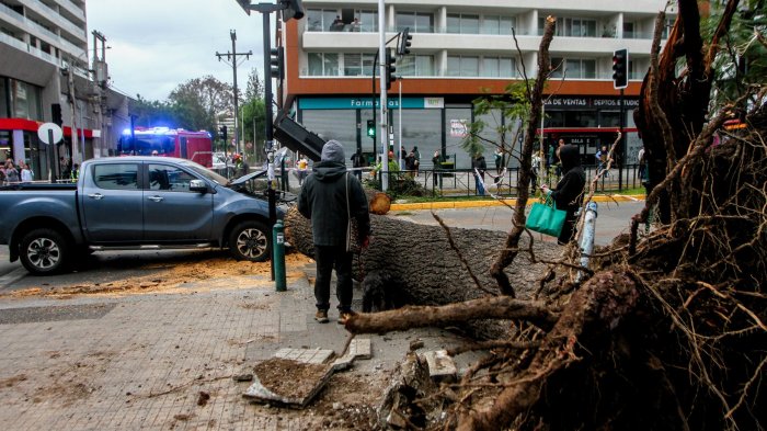 VIDEO | Casi aplasta a peatones: Registro muestra el momento exacto en que árbol cae sobre camioneta en Ñuñoa