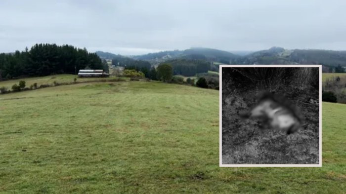 Conmoción en Río Bueno por sujeto que colgó y mató al perro de su vecina por ataque a ovejas