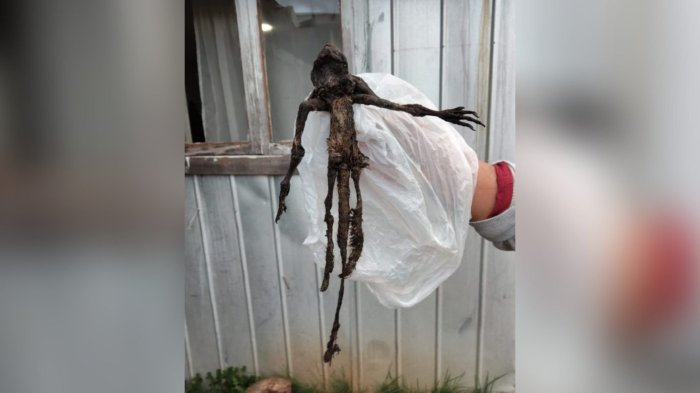 Misterio en Paillaco: Vecina halló extraño cadáver de animal en el patio de su casa