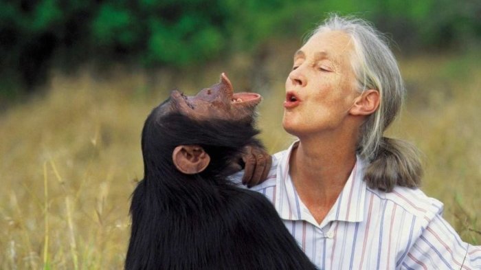Fallece a los 91 años Jane Goodall, etóloga famosa por su estudio de los chimpancés