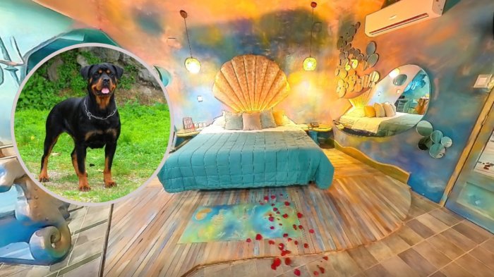 Motel de Quintero debe pagar $40 millones a joven que fue mordido por tres perros cuando abandonaba el recinto