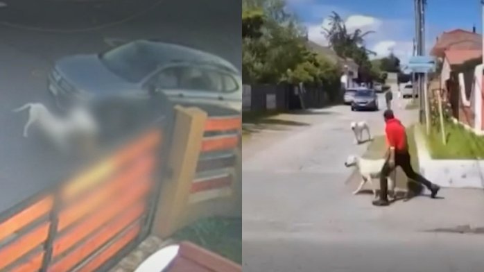“Otra vez con los perros sueltos”: Vecinos encararon a dueño tras ataques de dogos argentinos a mascotas en Hualpén