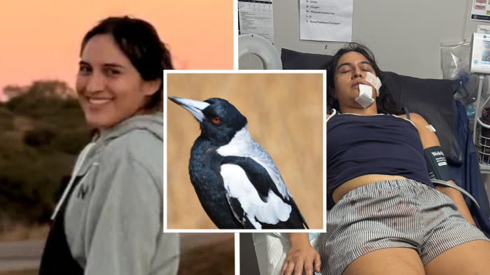 ¡Se salvó de milagro! Chilena fue herida de gravedad tras ataque de urraca en Australia