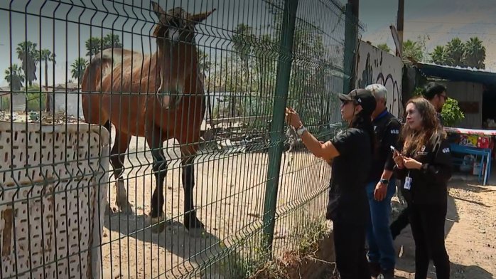 De proyecto educativo a establo abandonado: Caballos corrían en plena plaza y calles de Quilicura