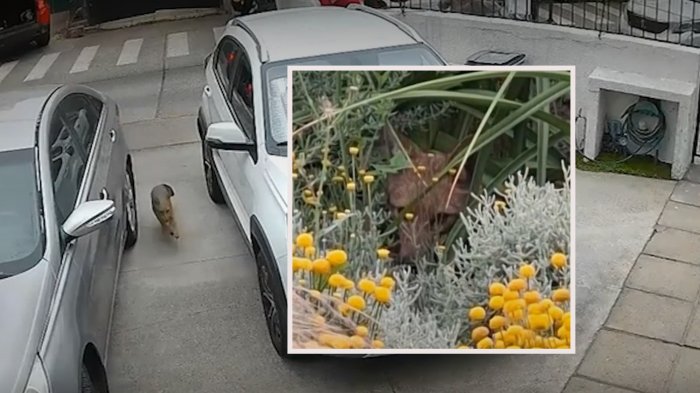 Costó atraparlo: SAG captura a zorro que deambulaba en Las Condes e ingresó a colegio