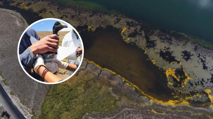 Desastre ambiental en Lago Chungará: Camión boliviano derramó 25.000 litros de aceite en bofedal