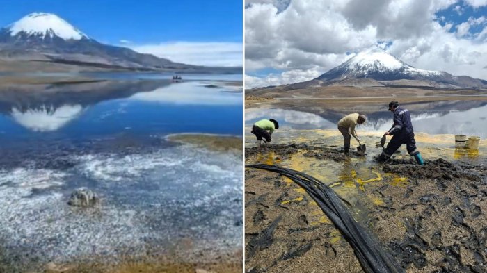 Piden declarar Zona de Castástrofe en Lago Chungará tras masivo derrame de aceite de soya