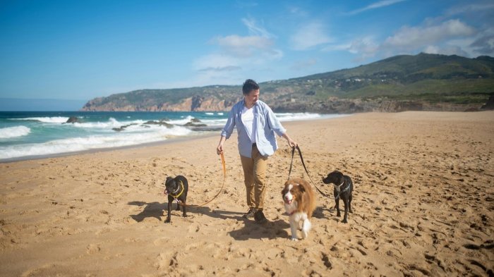 Atención dueños de perros y gatos: Los tres consejos infalibles para que tus mascotas no sufran con altas temperaturas