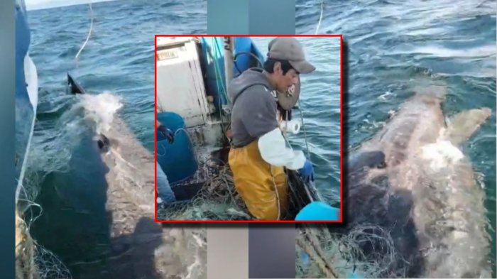 Pescadores de Chiloé se hicieron virales por rescatar a tiburón: “Él puso de su parte”
