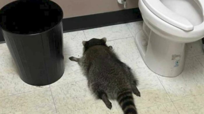 Mapache irrumpió en una botillería, se bebió el alcohol y terminó desmayado por la borrachera: Así lo encontraron