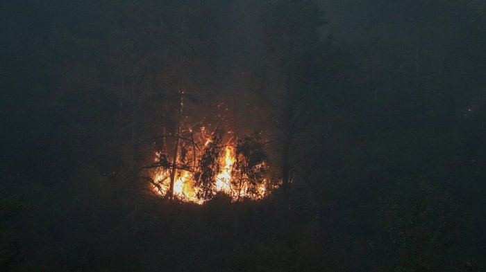 Incendio forestal en Constitución: Senapred monitorea alerta roja y ya hay 50 hectáreas consumidas