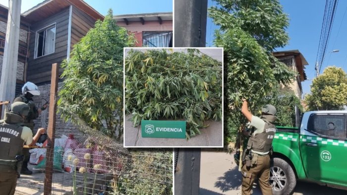 Insólito: Carabineros detecta “árbol navideño” de marihuana en plena vía pública