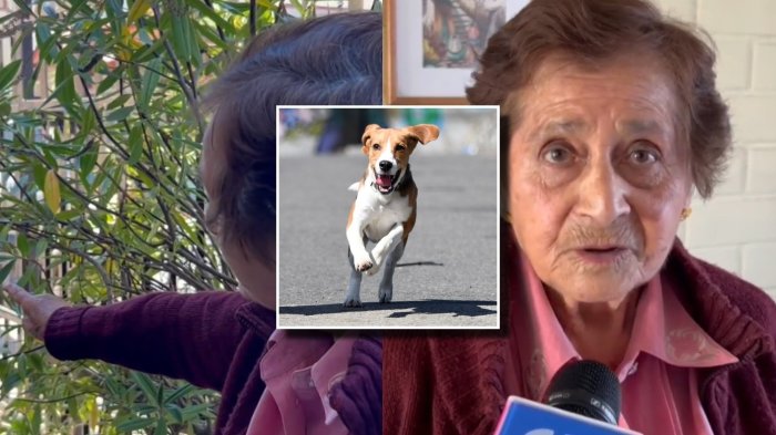 VIDEO | Justicia condena a vecina por ruidos molestos de su perro y la obliga a tomar medidas