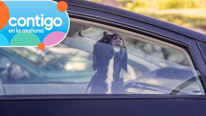 Temperatura puede subir hasta 20° más: Los peligros de dejar niños y mascotas encerrados en autos