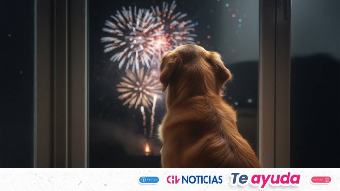 Año Nuevo: Cómo proteger a tu perro o gato del estrés por fuegos artificiales