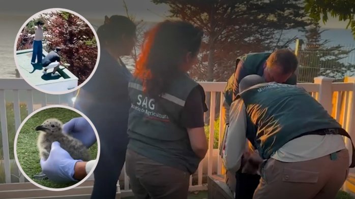 Así fue el rescate de polluelos que fueron lanzados al vacío en Maitencillo: Autores fueron detenidos