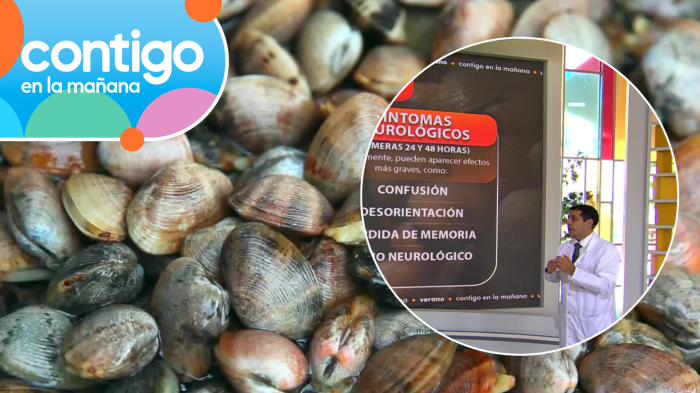 Alerta tras marea roja por toxina amnésica en Tongoy: Experto explicó síntomas y riesgos