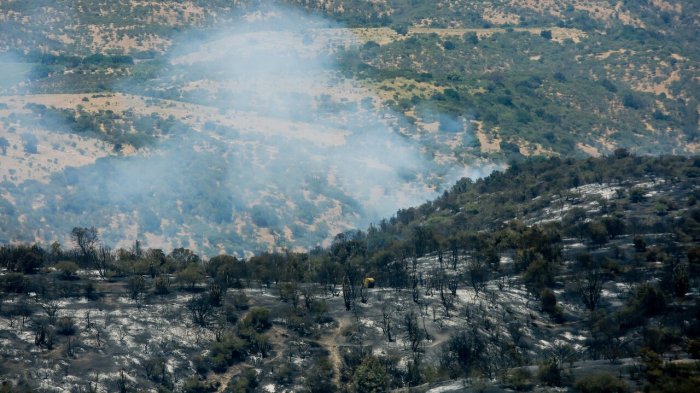 Senapred declara alerta roja por incendio forestal en San Nicolás: Solicitan evacuar la zona