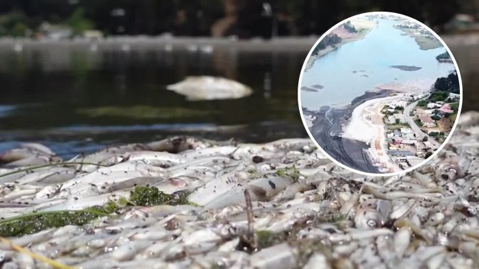 ¿Algas nocivas o falta de oxígeno? Investigan masiva mortandad de peces en el Lago Vichuquén