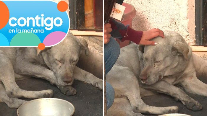 Emotivo momento de perrito en Contigo en la Mañana demuestra las secuelas del incendio en Lirquén