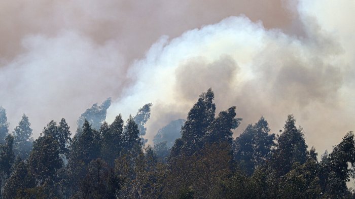 Formalizan a autores de incendios forestales en la zona sur: Cocina a leña habría provocado siniestro