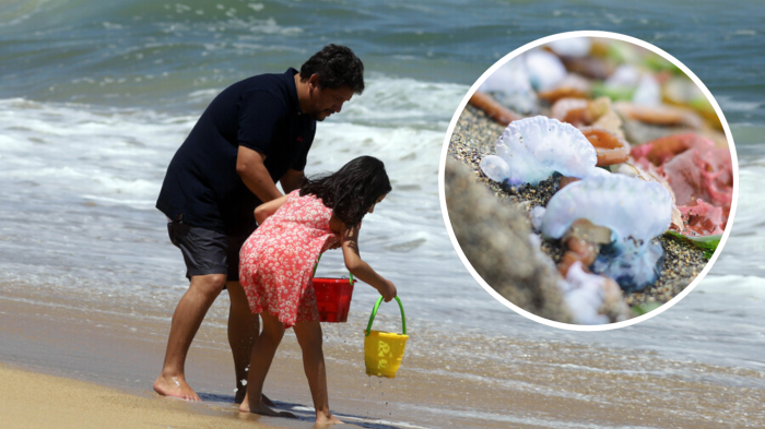 Prohibido el baño: Tres playas del Litoral Central en alerta por llegada de Fragata Portuguesa