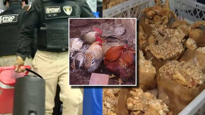 Animales eran faenados: Así operaba la banda tras la “barbería-cocinería” ilegal en Franklin