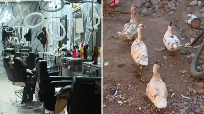 Barbería escondía un cité, patos, carros y alimentos: Fiscalización abrió “caja de pandora” en Franklin