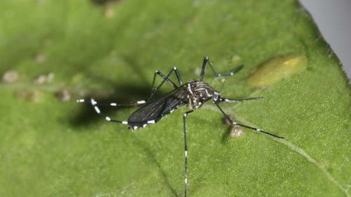 Hasta 10mm y con patrones blancos: Así puedes identificar al Aedes aegypti, mosquito hallado en el Aeropuerto