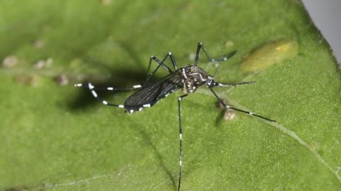 Seremi de Salud RM en alerta por posible hallazgo de mosquito transmisor del dengue