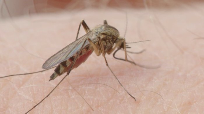 Cuáles son los síntomas del dengue y por qué causa preocupación