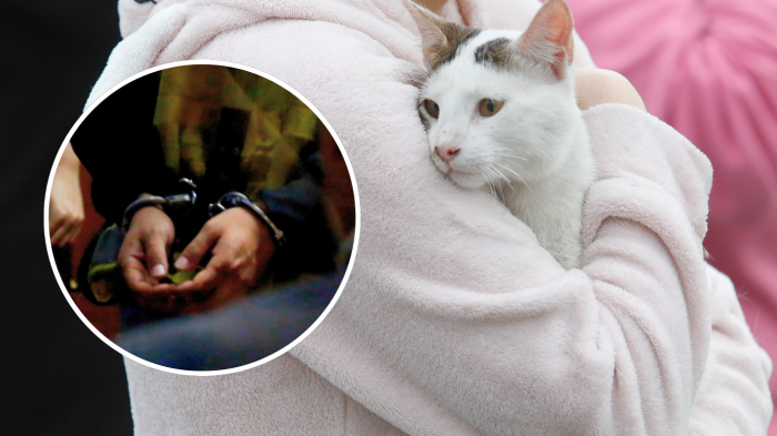 Ofrecía servicios en zonas afectadas por incendio: Hombre se hacía pasar por veterinario en el Biobío