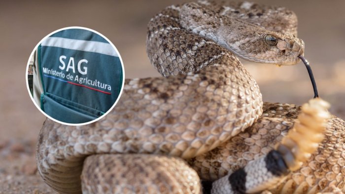 Alerta en San Antonio: Vecinos hallaron serpiente cascabel y SAG aún no logra capturarla