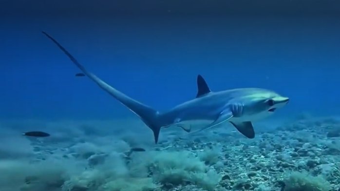 Tiburones se acercan a las costas chilenas: Un ejemplar fue divisado en Coquimbo