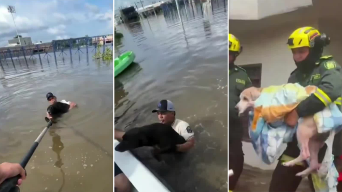 Estaban completamente aislados: Rescatan perros atrapados en las inundaciones de Colombia