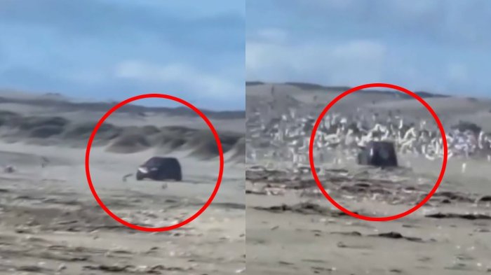 Atropellando y ahuyentando aves: Indignación por conductor que arrasó con humedal protegido