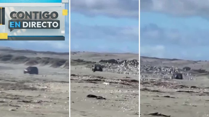 Indignación por conductor que atropelló aves en humedal de Mantagua: Acusan falta de fiscalización