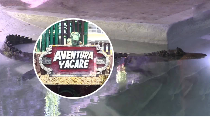 Yacarés en Playa Cavancha: Video abrió debate sobre cautiverio de fauna exótica