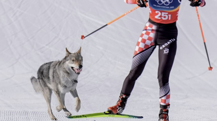 Peculiar momento en los JJOO de Invierno: Perro lobo cruzó la meta con medallistas de esquí de fondo