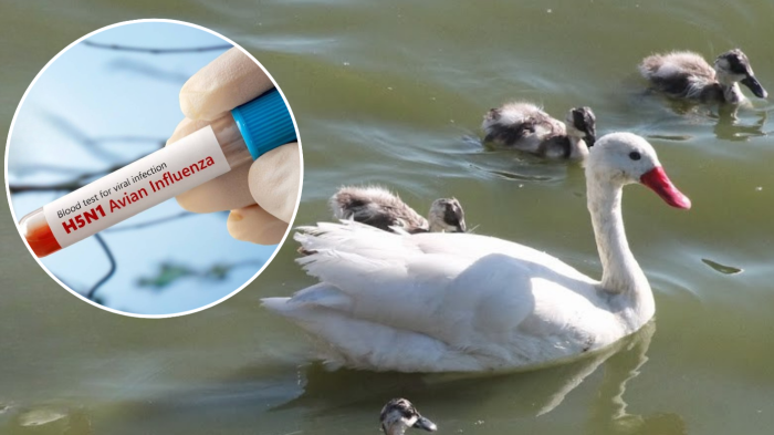 Confirman caso de gripe aviar en aves silvestres de humedal en Santo Domingo
