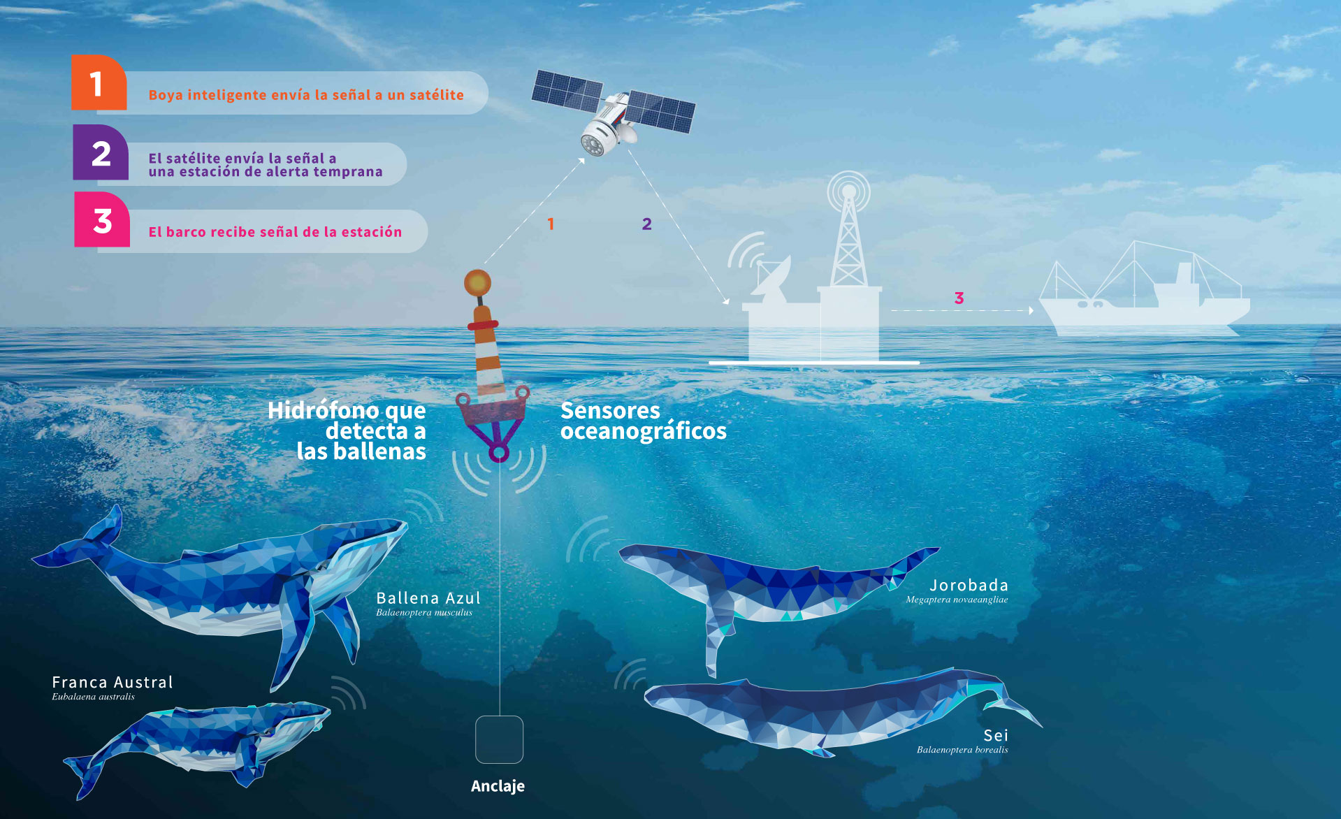 Infografía informativa sobre el funcionamiento de la boya inteligente en el golfo de Corcovado.